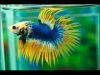 betta-crowntail